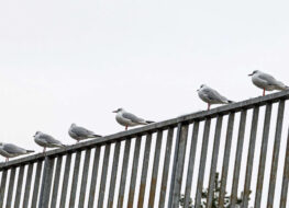 020 - riehen-kleinhueningen